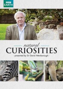 دانلود سریال Natural Curiosities382054-1267603413