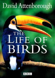 دانلود مستند The Life of Birds382058-2091165772