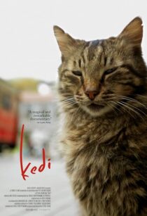 دانلود مستند Kedi 2016417655-2061996459