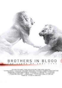 دانلود مستند Brothers in Blood: The Lions of Sabi Sand 2015424819-276206915