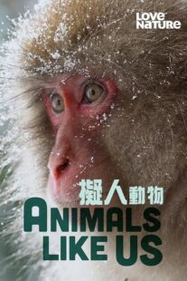 دانلود مستند Animals Like Us423066-1899354835